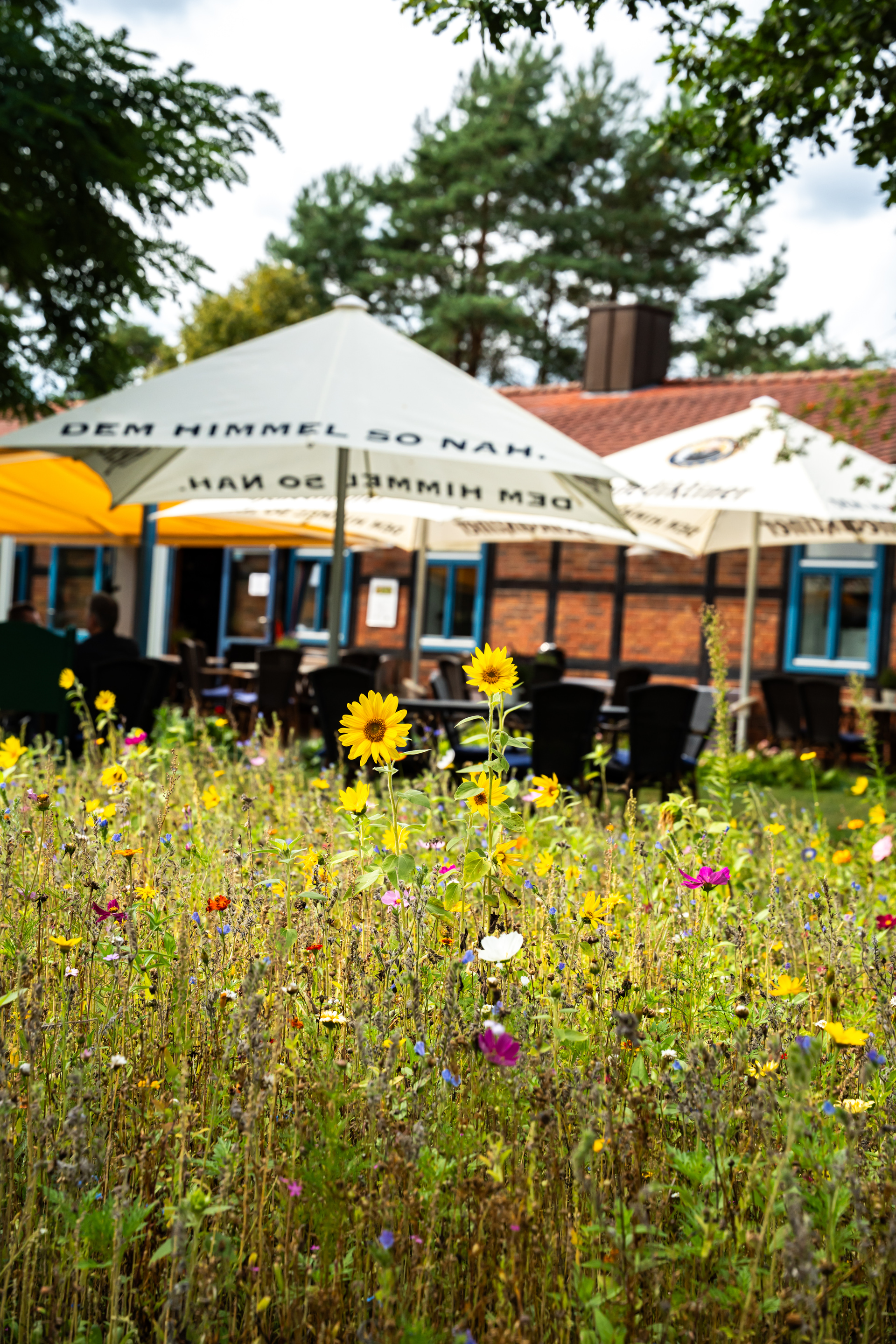 Blühende Wiese vor der Terrasse des Restaurants
